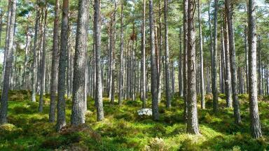 Why Does Tree Planting Have a Pollution Problem?
