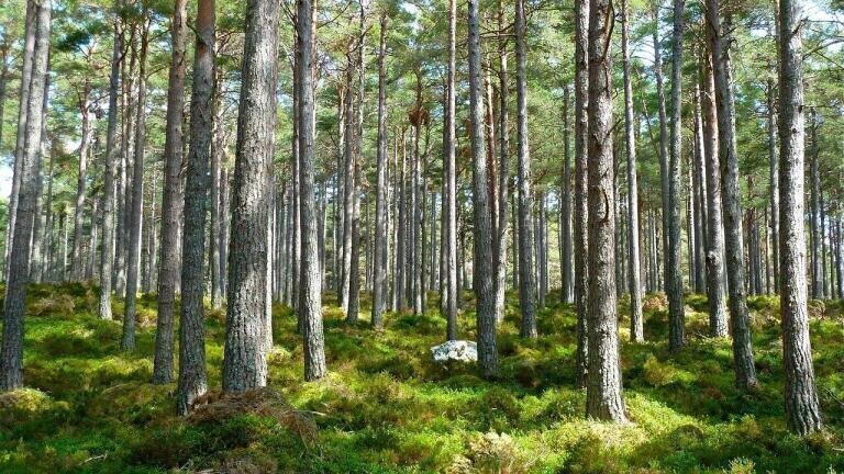 Why Does Tree Planting Have a Pollution Problem?