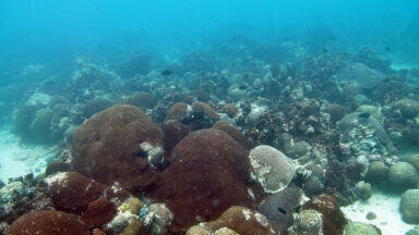 Reef-building corals transmit epigenetic adaptations to their offspring that can combat the effects of global warming