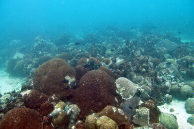 Reef-building corals transmit epigenetic adaptations to their offspring that can combat the effects of global warming
