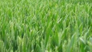 Groundwater depletion in US High Plains leads to bleak outlook for grain production