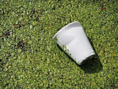 Do Biodegradable Plastics Actually Reduce Pollution?