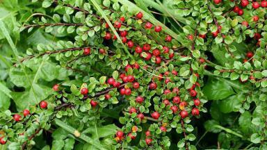 What Are Pollution Super-Plants?