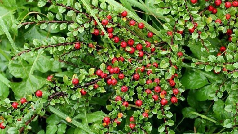 What Are Pollution Super-Plants?
