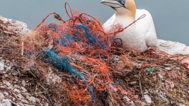 What Are the Different Types of Marine Pollution?