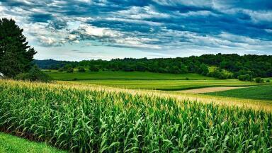 How Does Ozone Contamination Affect Crops?