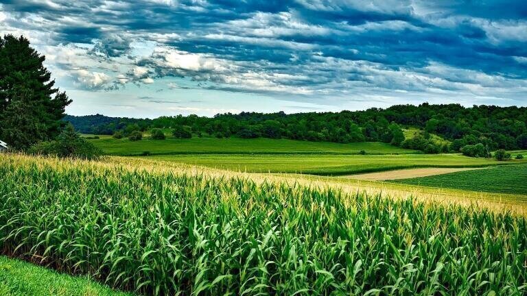 How Does Ozone Contamination Affect Crops?