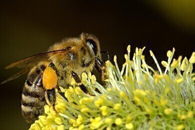 Does Air Pollution Affect Bees?
