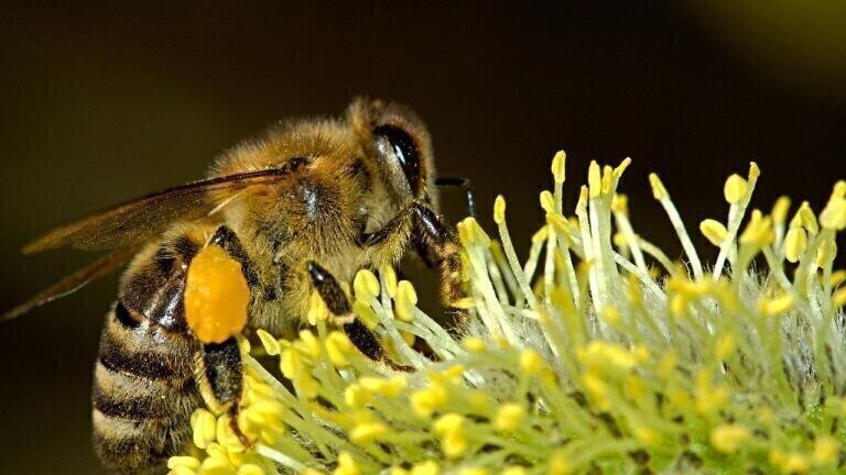 Does Air Pollution Affect Bees?