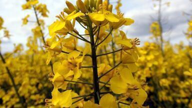 How Is Biodiesel Made?