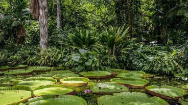 How Much Carbon Does the Amazon Release and Absorb?