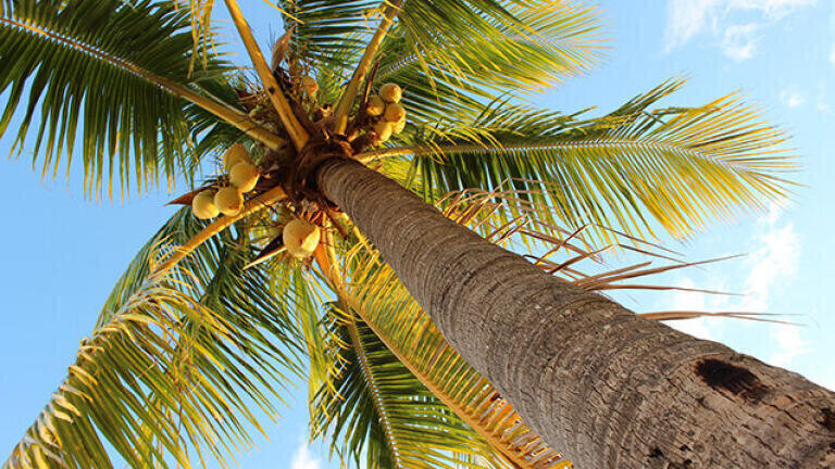 Coconut husks and palm fronds can be converted to biohydrogen
