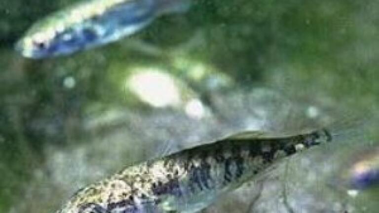 Teesside University develops game-changing micro-bubble technology set to transform the aquaculture sector