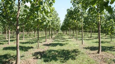 Carbon Plantations gets go-ahead to plant brand new species of carbon-cutting hardwood trees in UK.