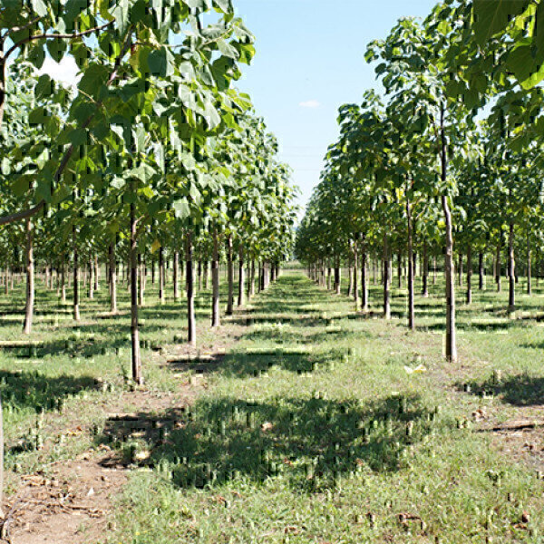 Carbon Plantations gets go-ahead to plant brand new species of carbon-cutting hardwood trees in UK. - Vimarsana News
