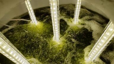 Sustainable algae-based phosphorus removal technology for rural plant