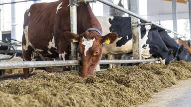 Methane emissions from cows can be reduced by 30 percent