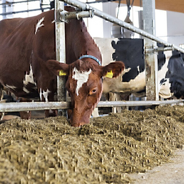 Methane emissions from cows can be reduced by 30 percent - Vimarsana News