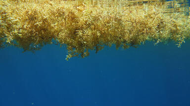 Groundbreaking project to convert the seaweed Sargassum into ethanol for use in plastics.