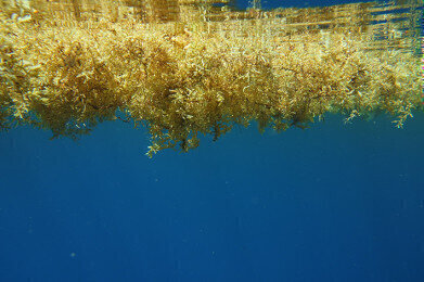 Groundbreaking project to convert the seaweed Sargassum into ethanol for use in plastics.