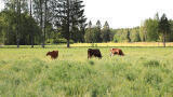 Total methane production in milk production reduced by 57 per cent in 60 years 