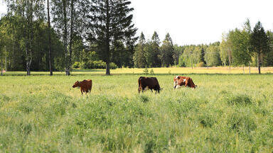 Total methane production in milk production reduced by 57 per cent in 60 years 