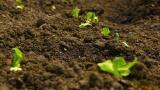 What Are the Different Types of Soil Remediation?