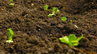 What Are the Different Types of Soil Remediation?