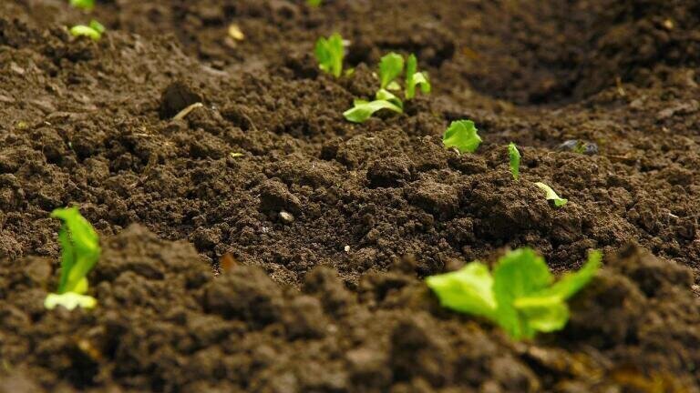 What Are the Different Types of Soil Remediation?
