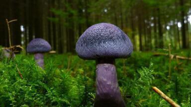 What's the Difference Between Bioremediation and Biodegradation?
