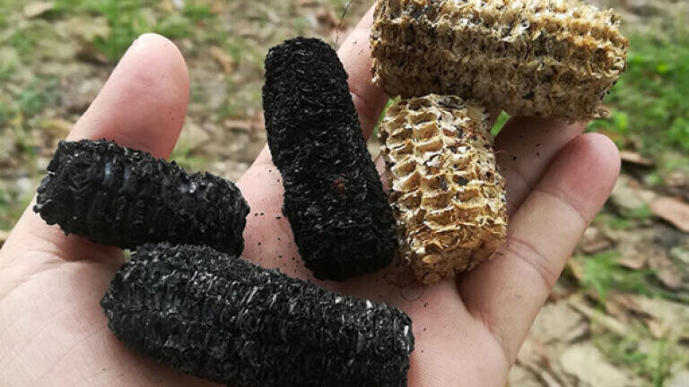 Bio coal and wood pellets: carbon-neutral fuels from biomass