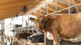 Plasma technology to convert barn air methane into carbon dioxide