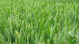 Biowaste as a potential resource of the circular European bioeconomy