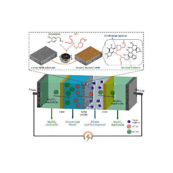 Mussel-inspired membrane can boost sustainability and add value to industrial wastewater treatment - Vimarsana News