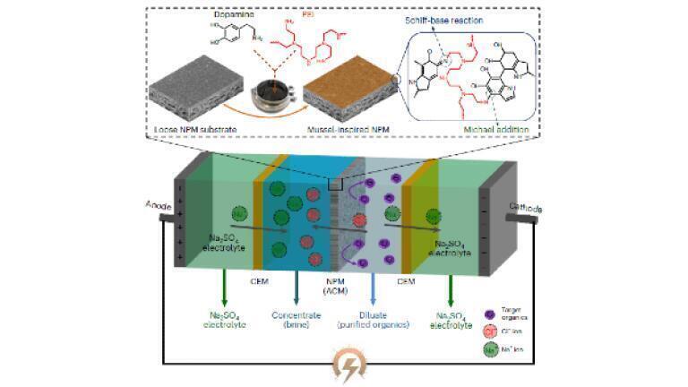 Mussel-inspired membrane can boost sustainability and add value to industrial wastewater treatment