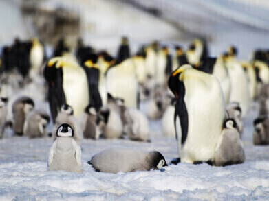 Catastrophic breeding failure strikes emperor penguins due to loss of sea ice