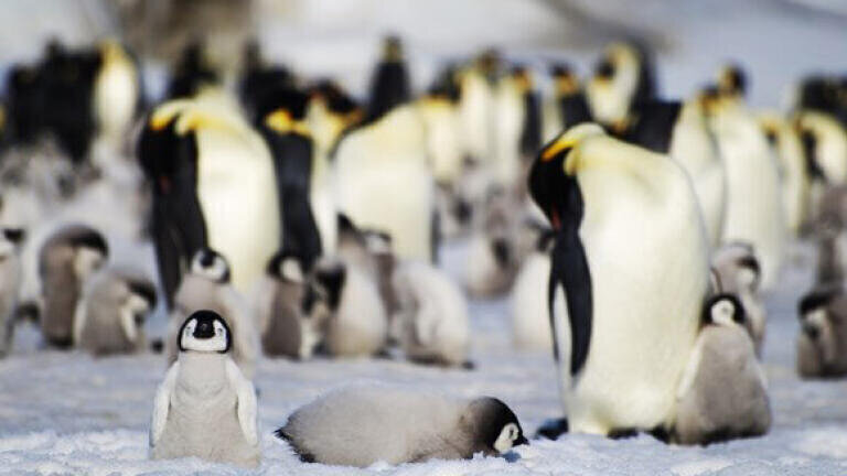 Catastrophic breeding failure strikes emperor penguins due to loss of sea ice
