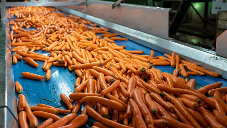 Working with Hayley Group, Landia’s Chopper Pumps have greatly improved efficiencies for a company that makes machines for the post-harvest processing of vegetables.