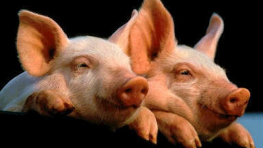 BIOSTABLE reduces Ammonia Emissions from Pig Farms