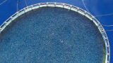 Clean water for rearing healthy fish
