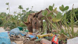 The Lethal Impact of Plastic Pollution on Donkeys in Kenya