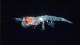 Plastic pollution impairs antarctic krill's role in carbon sequestration