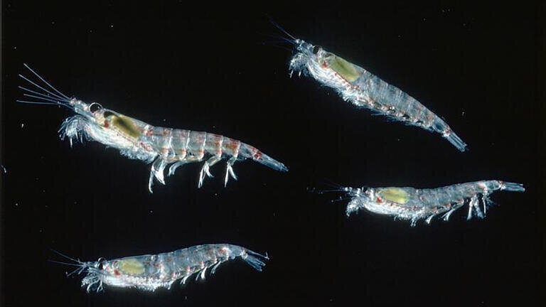 Antarctic krill Euphausia superba (British Antarctic Survey)