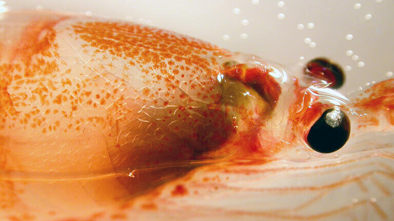 Close up of Antarctic krill Euphausia superba (British Antarctic Survey)