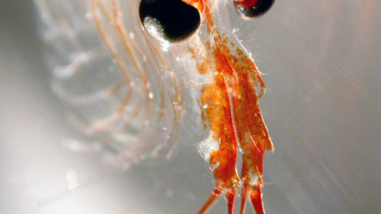 Close up of head of Antarctic krill Euphausia superba (British Antarctic Survey)