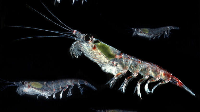Krill 10007105 (C-Gilbert)