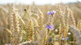 Agricultural waste could be the fabric of the future