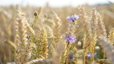Agricultural waste could be the fabric of the future