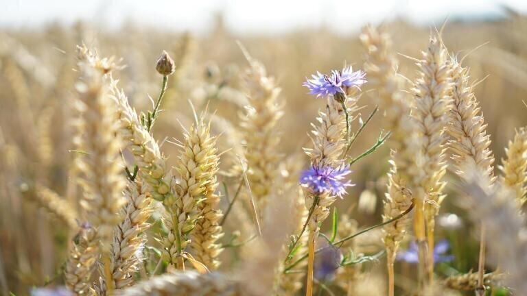 Agricultural waste could be the fabric of the future