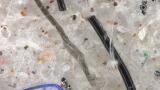 Preventing microfibre pollution released from cruise and hotel laundry